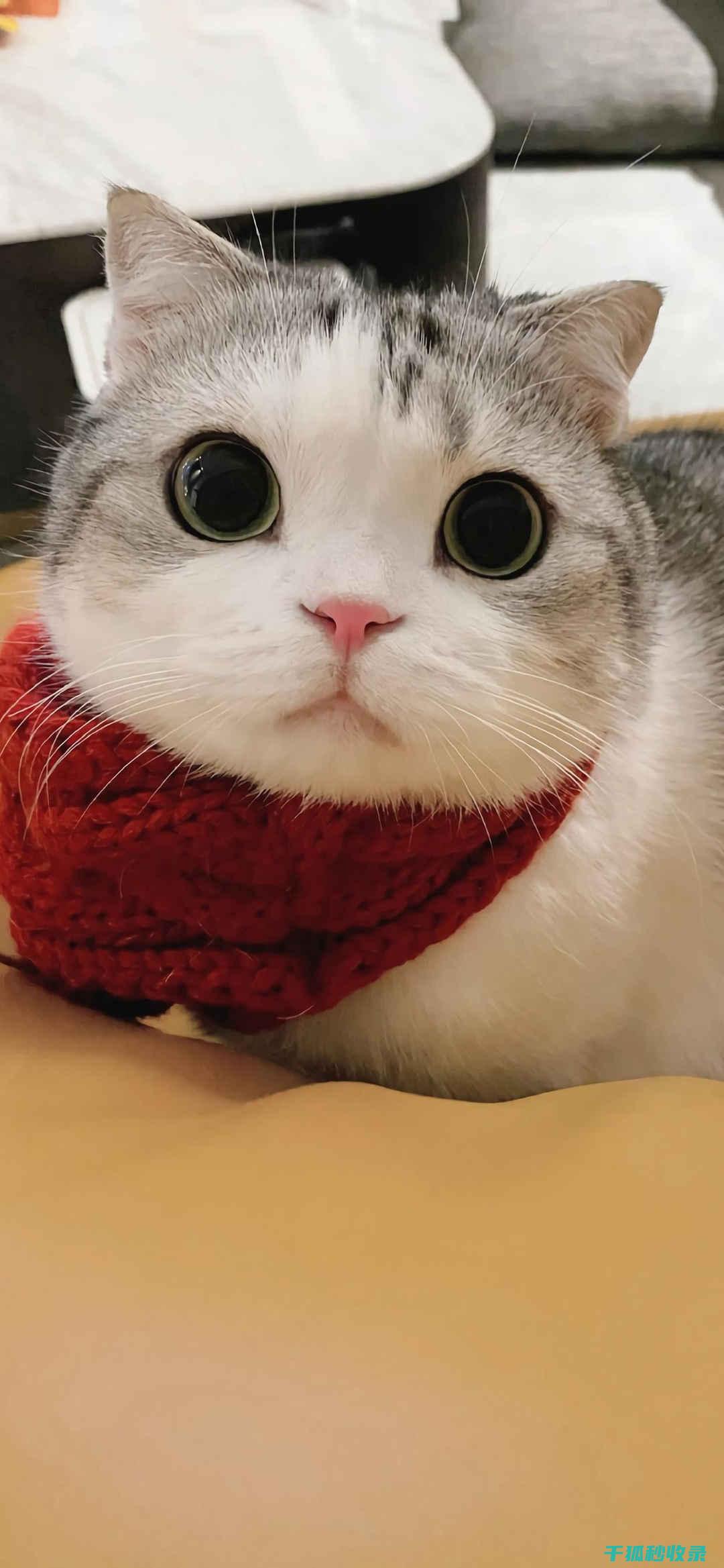 猫咪应激反应：如何通过增加逗猫次数改善心情 (猫咪应激反应怎么缓解)