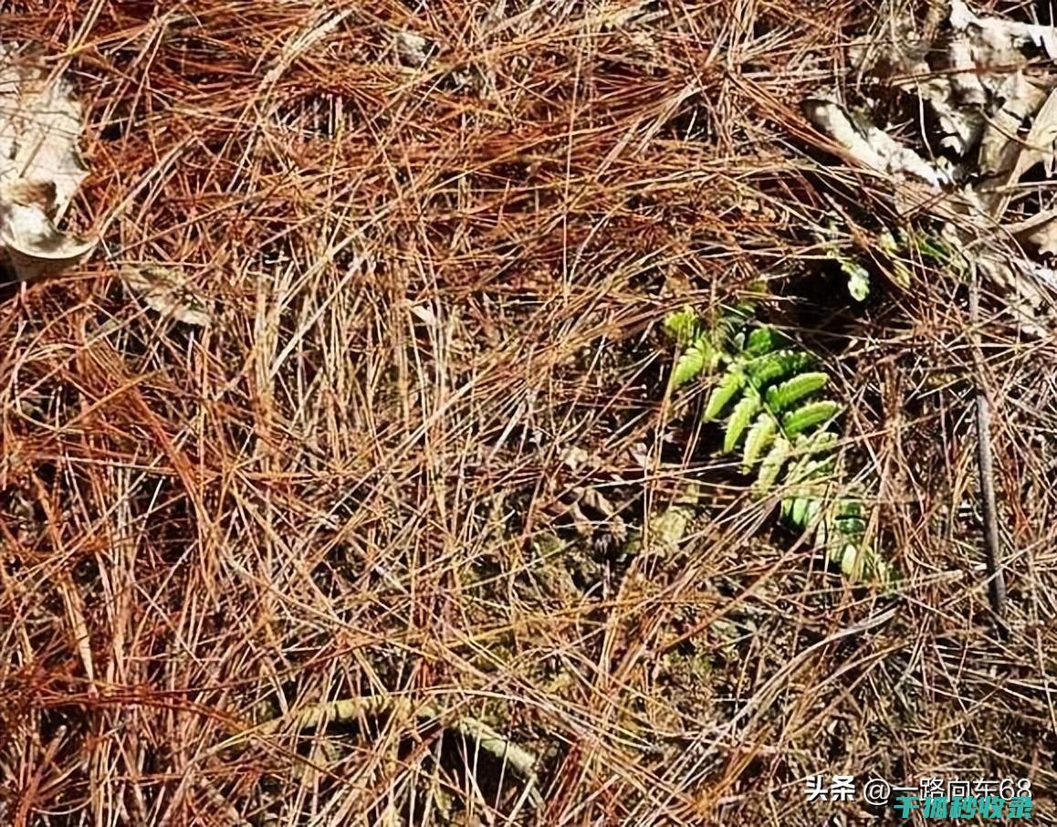 盆栽土壤配比：适合不同矿物质需求植物的配方要点 (盆栽土壤配比标准)