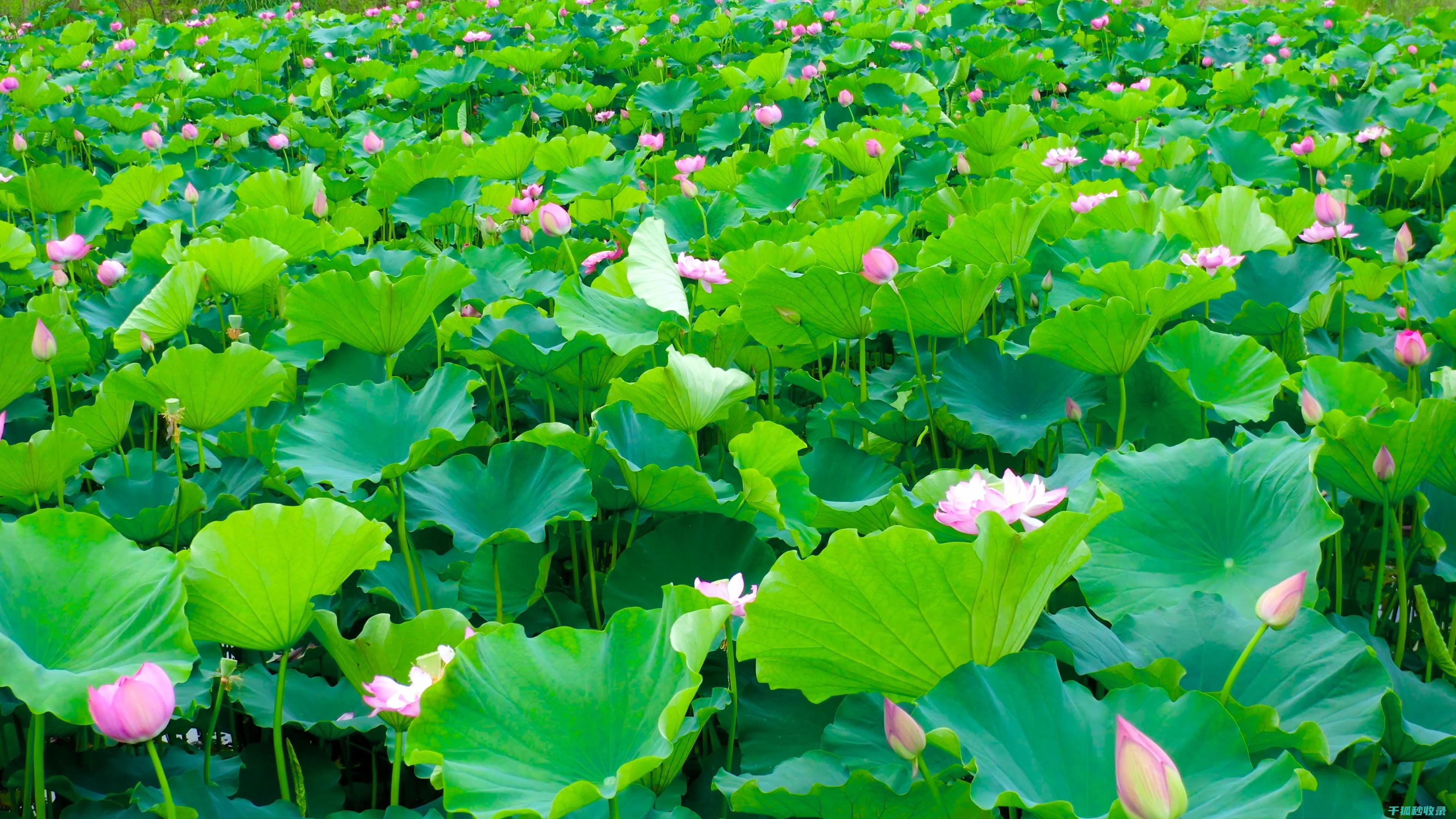 夏季必备！白鞋清洁保养的实用小贴士 (夏季白鞋推荐)