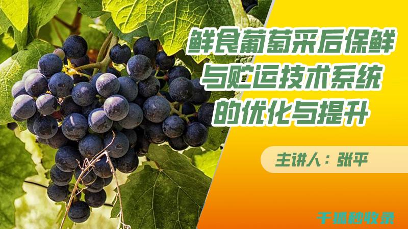 香蕉指南