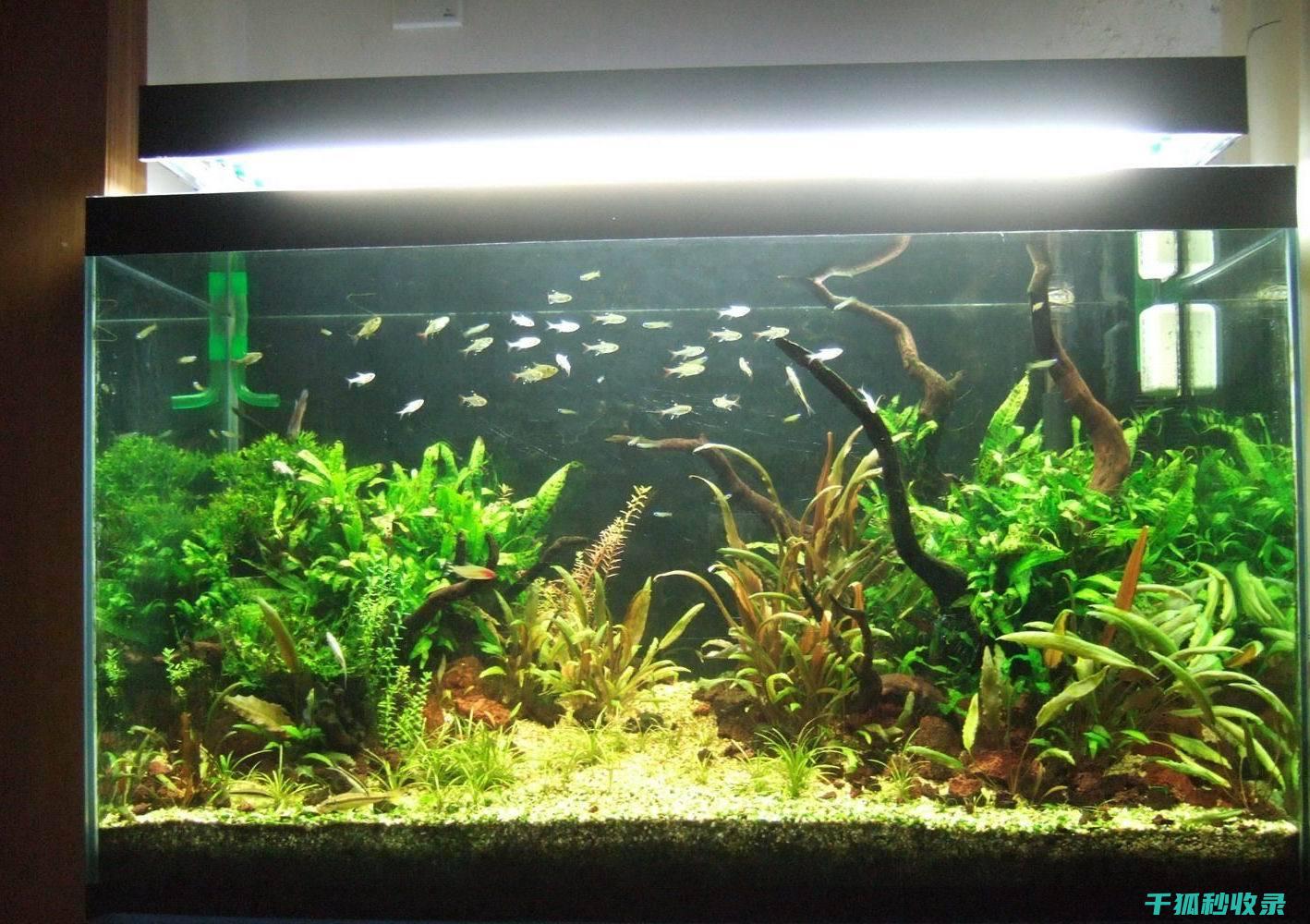 鱼缸清洁技巧：避免伤害水生生物的方法 (鱼缸咋清洗)